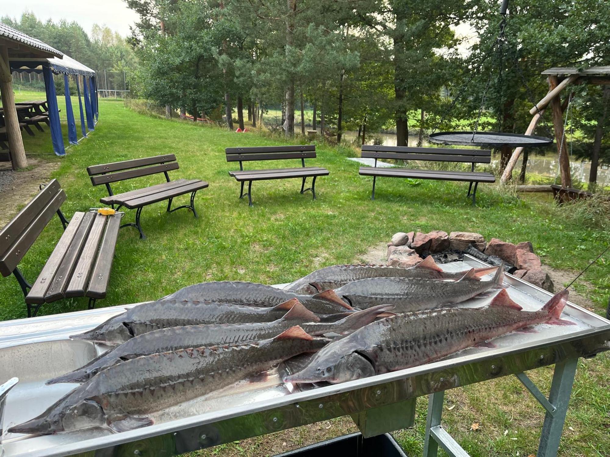 Lesny Dworek Snochowice Exterior foto