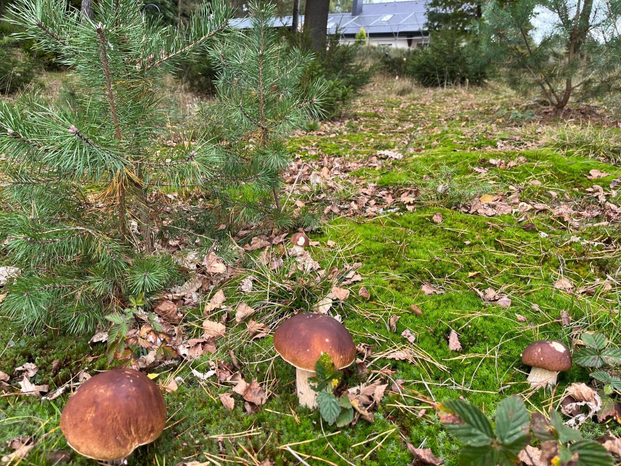 Lesny Dworek Snochowice Exterior foto