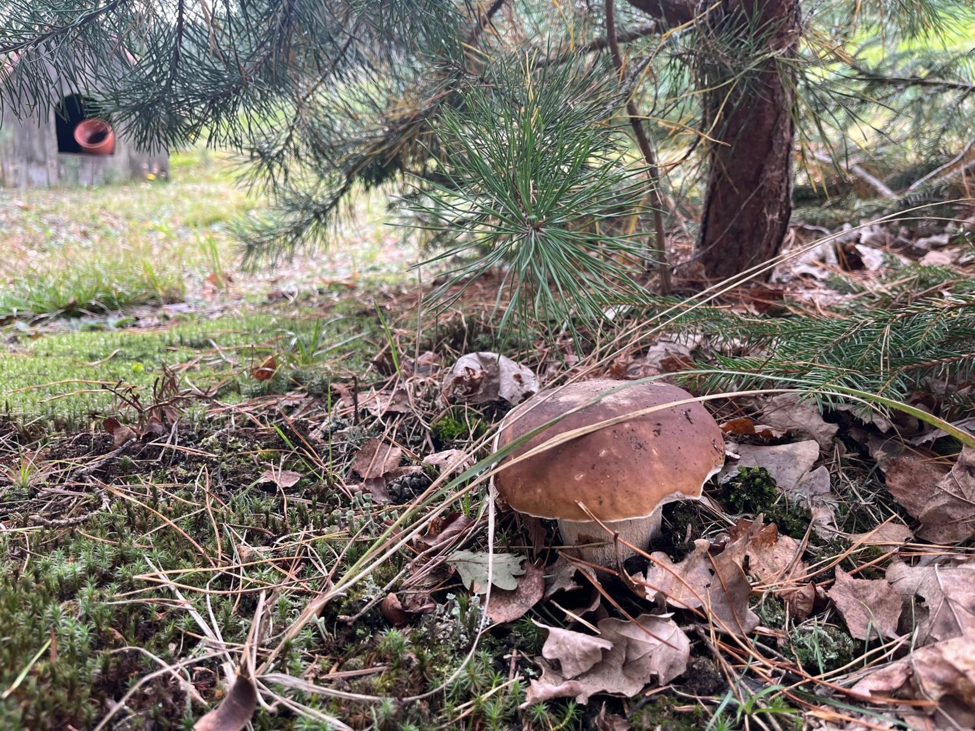 Lesny Dworek Snochowice Exterior foto